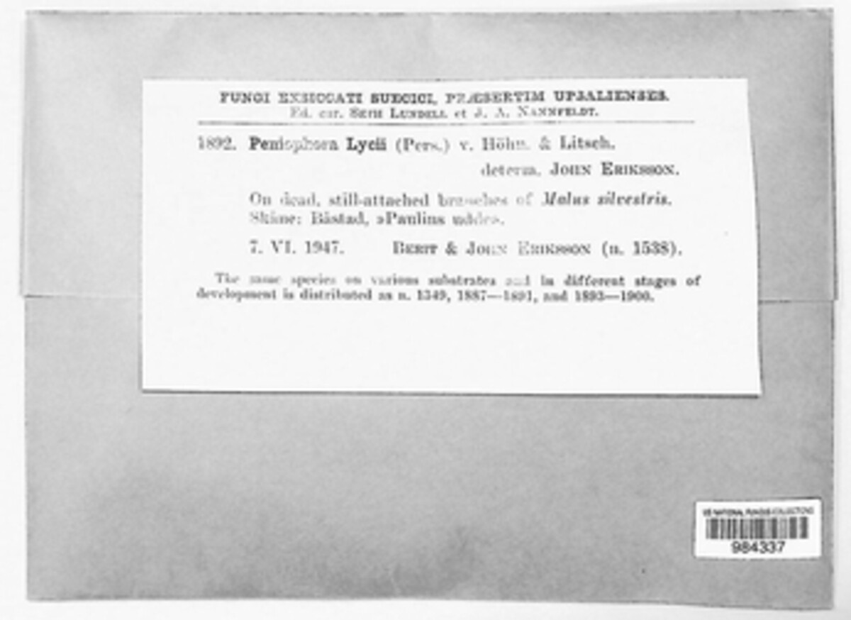 Peniophora lycii image